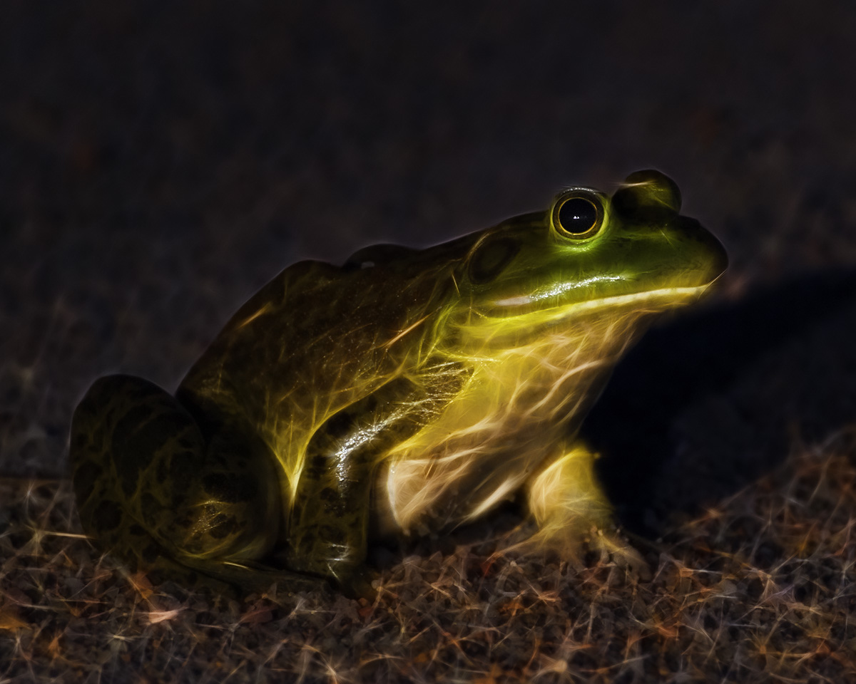 Bullfrog - art