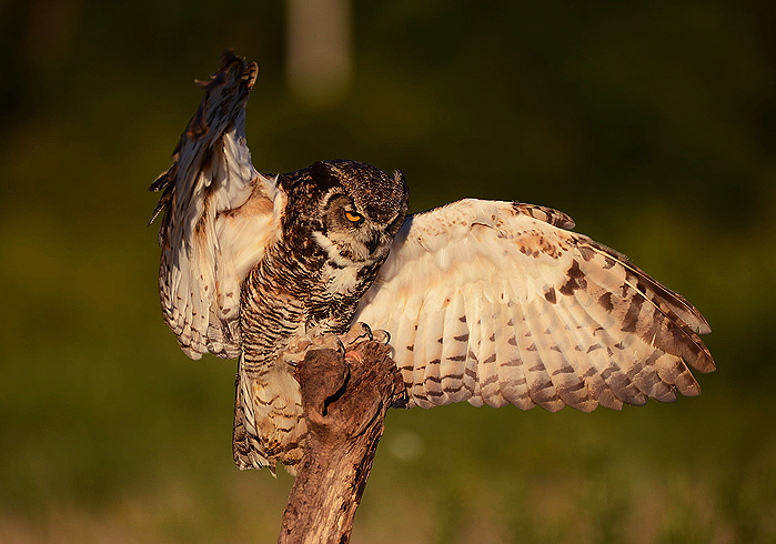 Great Horned Owl