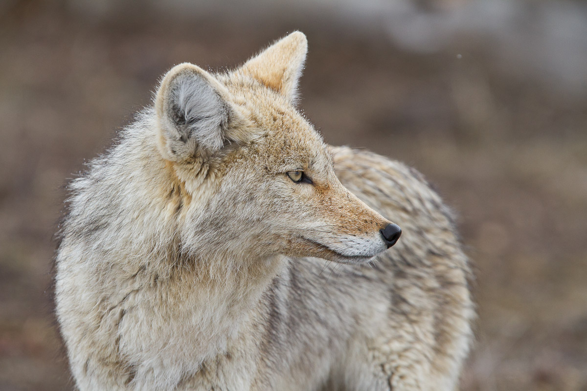 Coyote Close-up