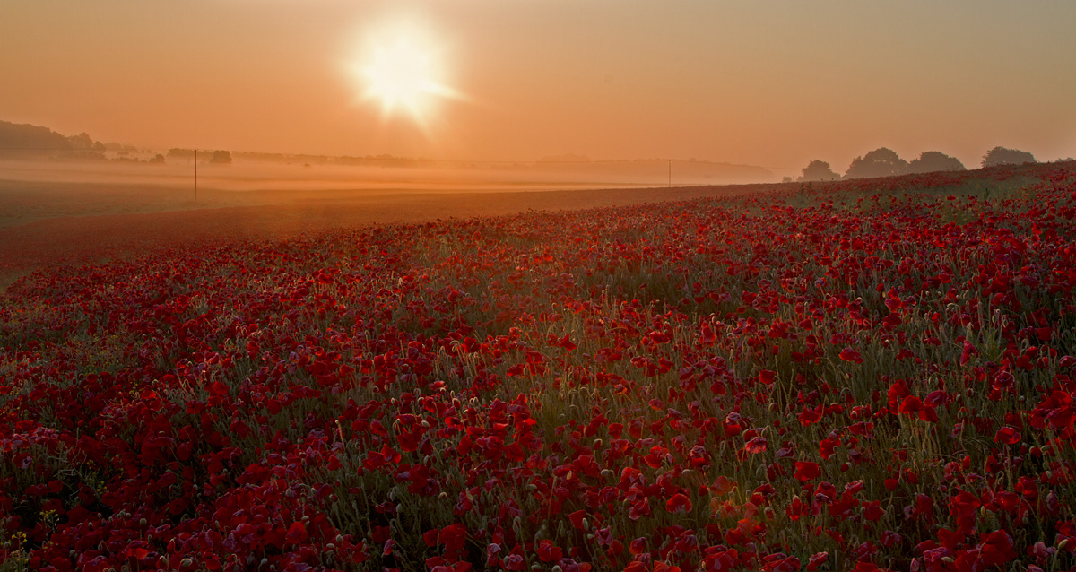 POPPYFIELD AT SUNRISE