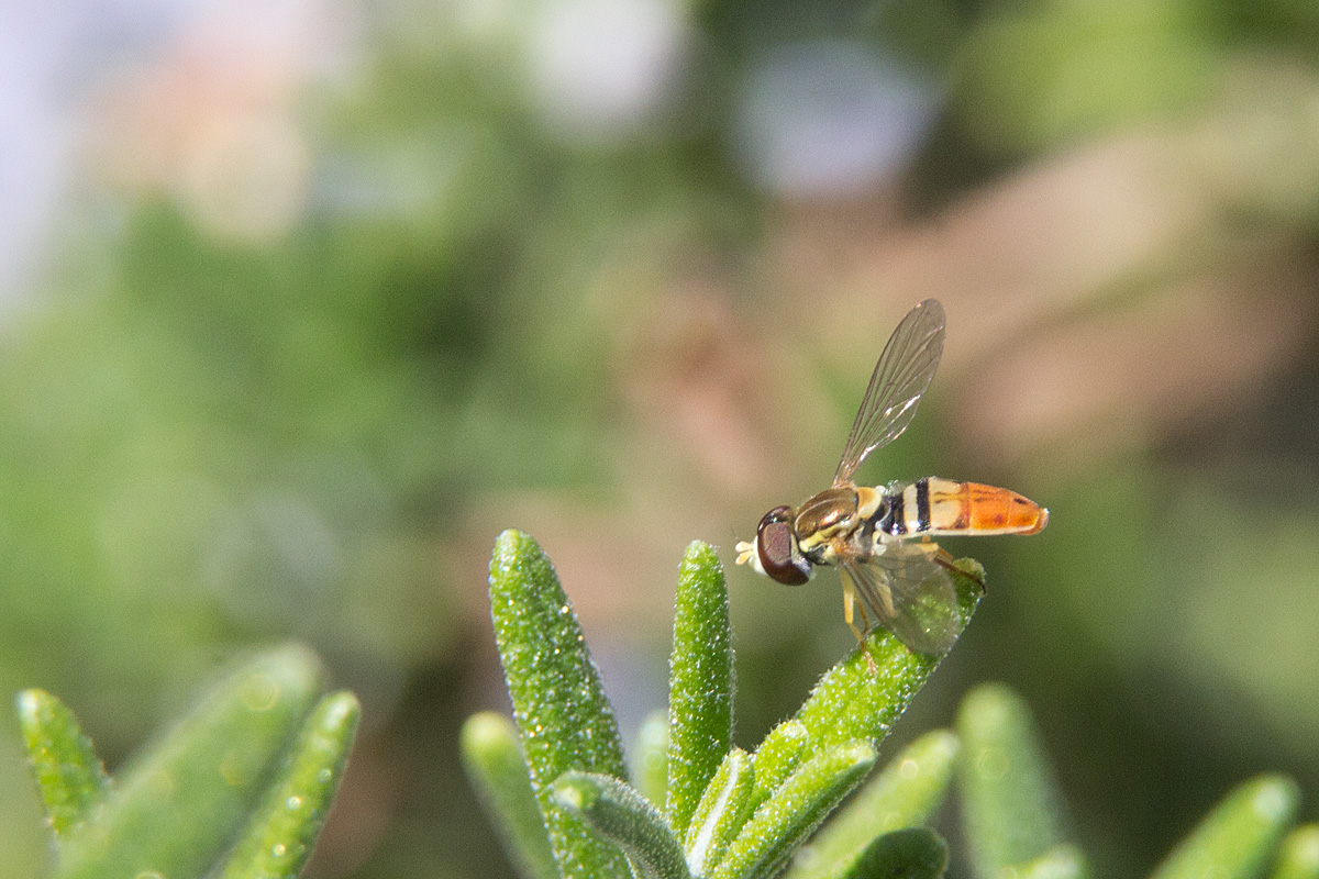It's a Fly