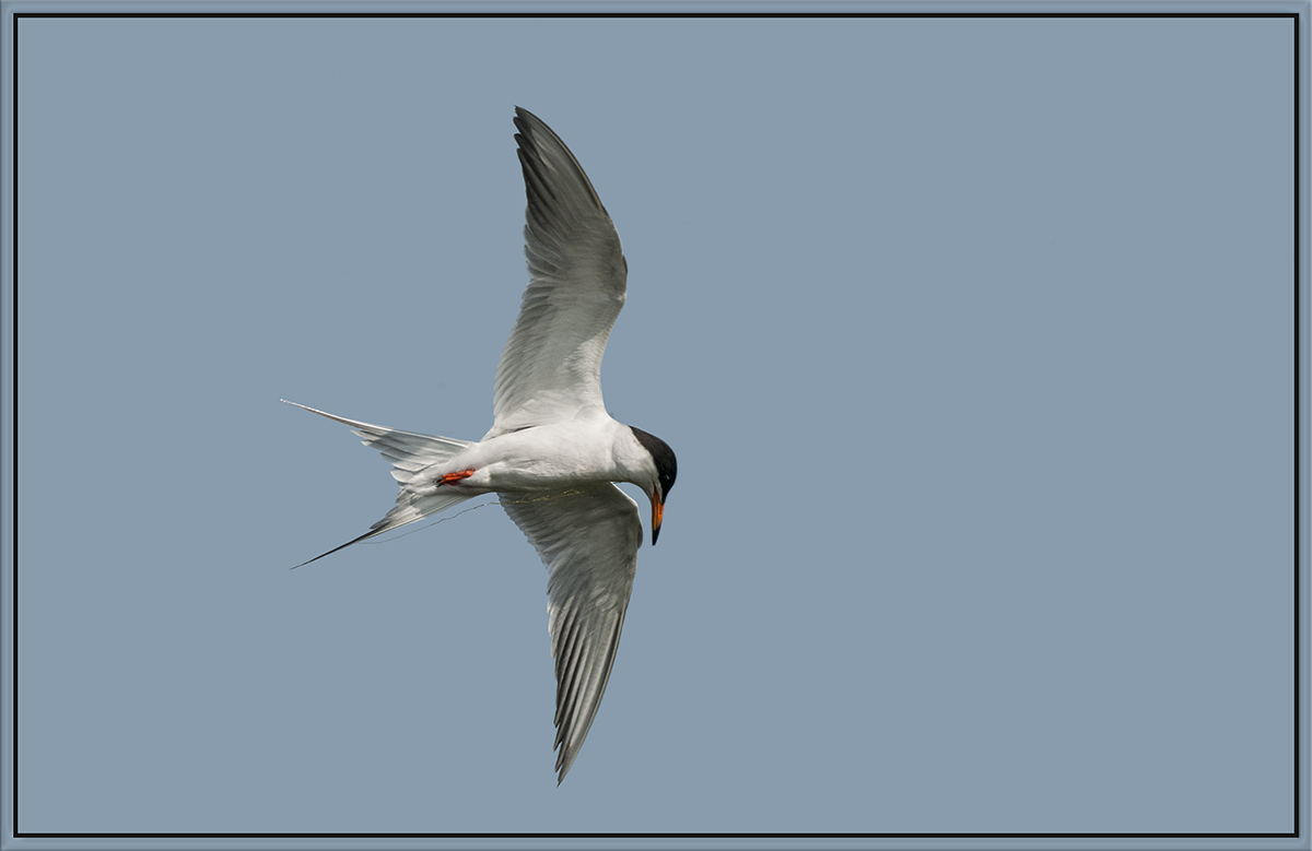 Common Tern