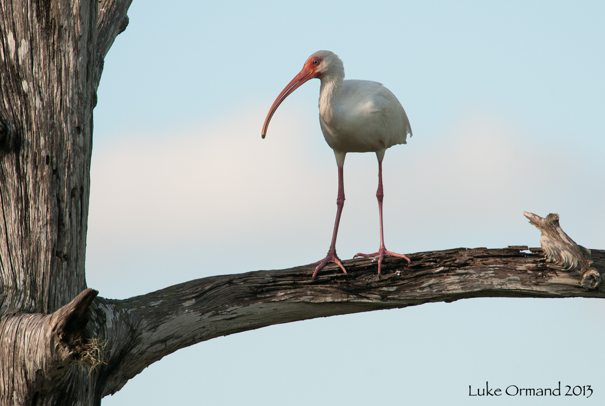 White ibis