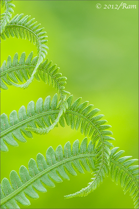 Ferny Greens