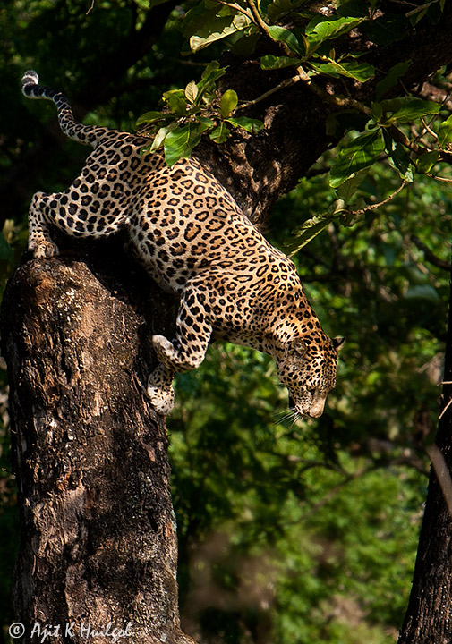 Leopard's leap!