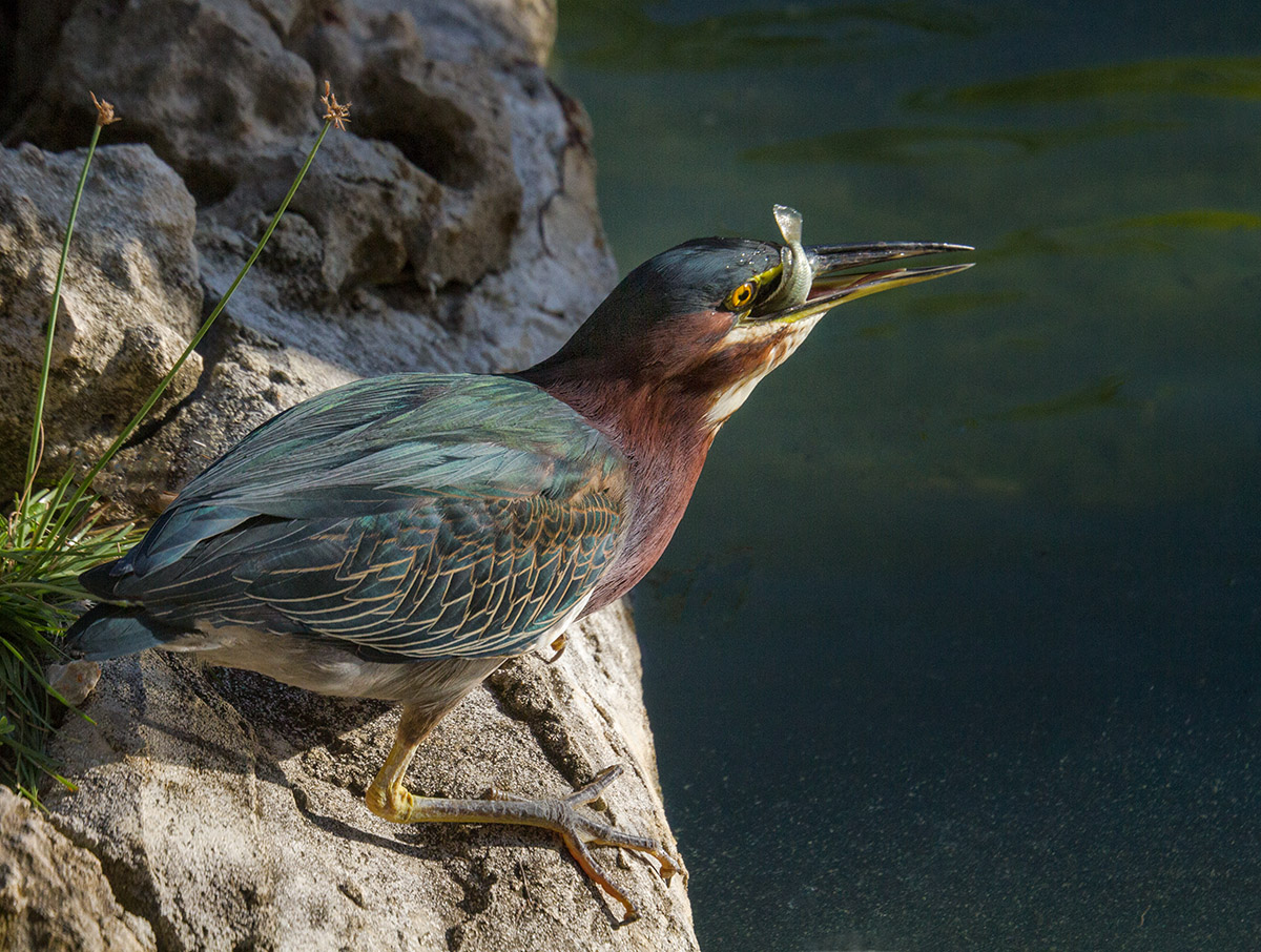 Green Heron with fish