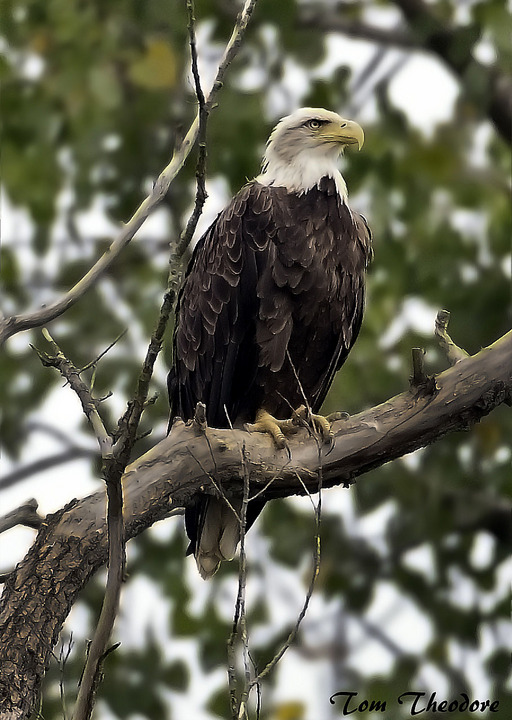 First Eagle