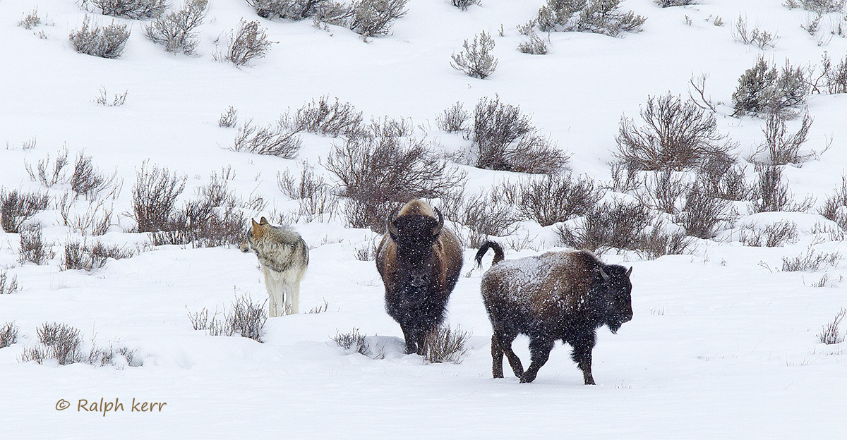 Wolf & Bison Pano