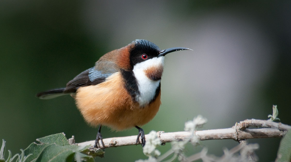 Eastern Spinebill