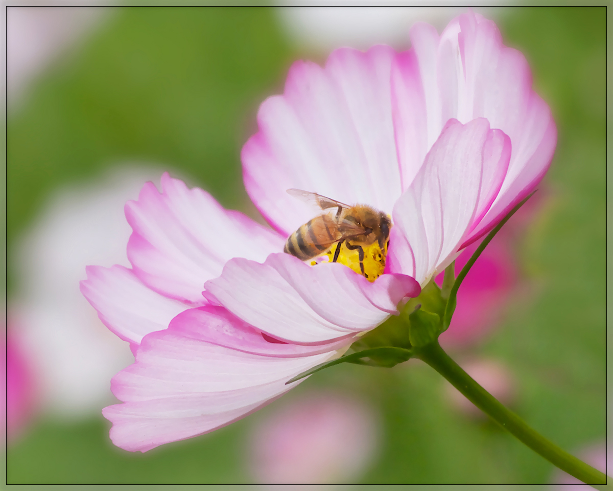 Bee on Cosmos #2