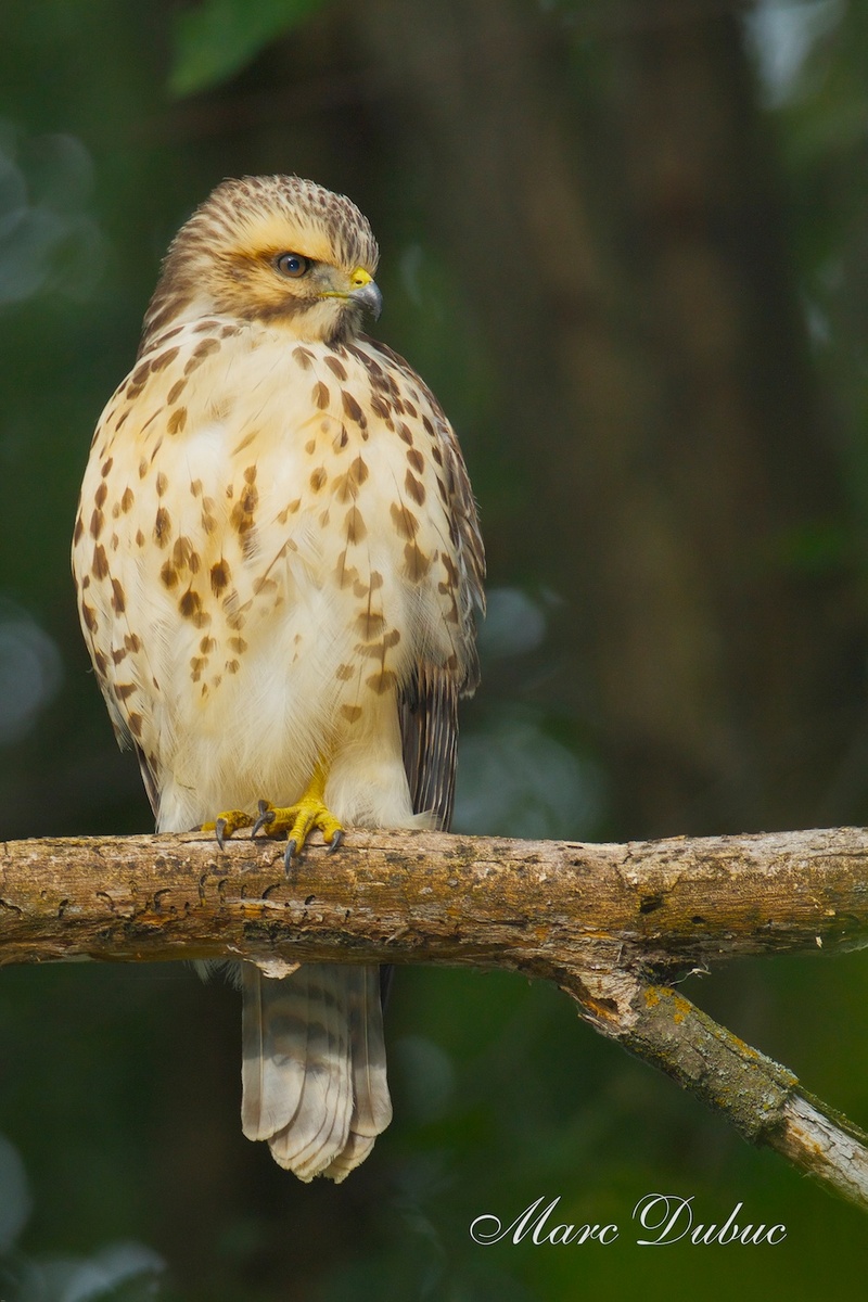 Red-Shouldered Hawk