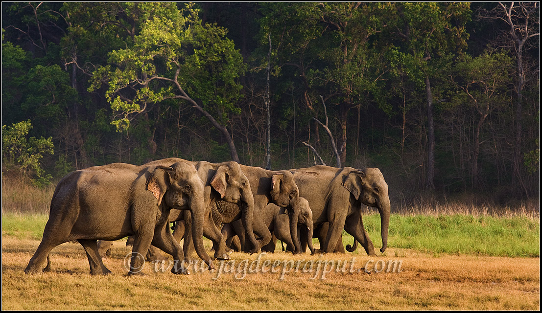 Elephants on the move