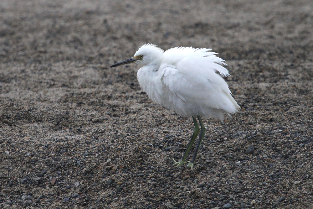 Juvenile Snowy Egret