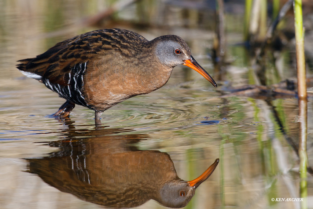 Virginia Rail