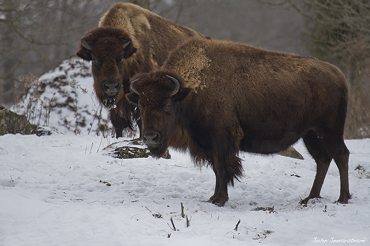 Bison