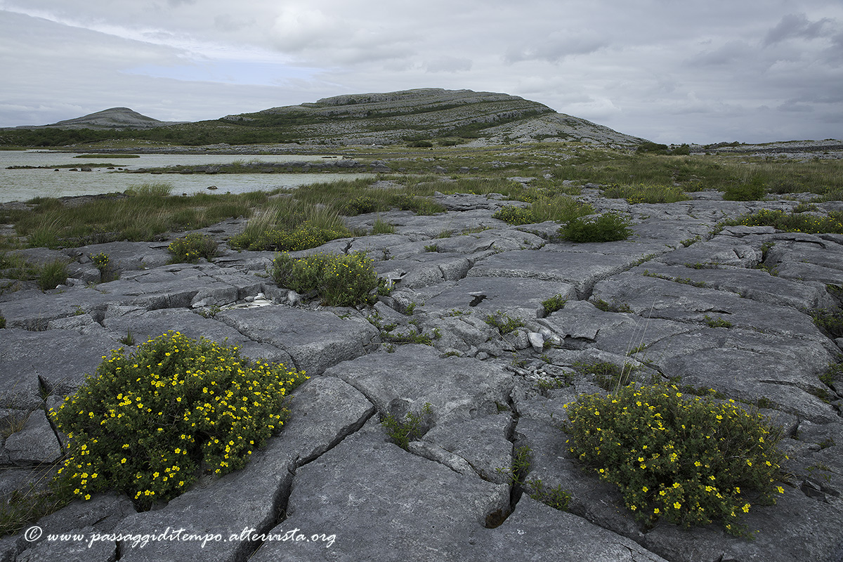 Flowers and stones