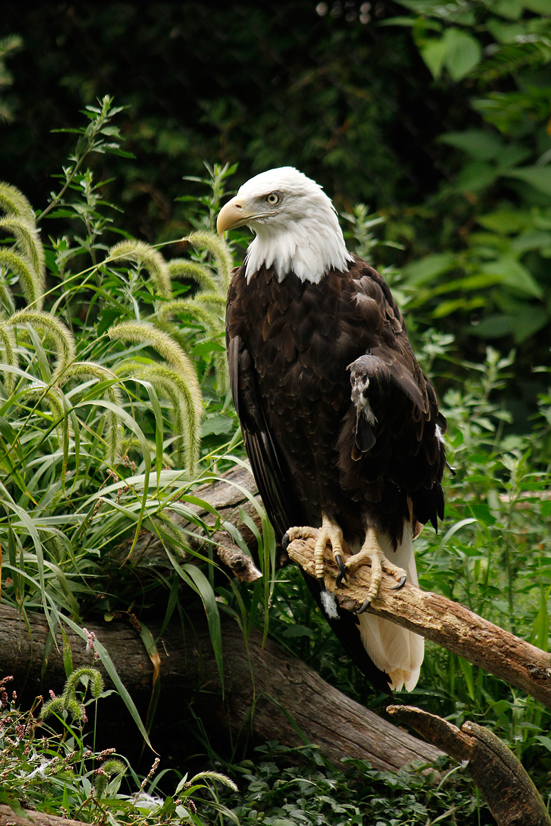 An eagles story