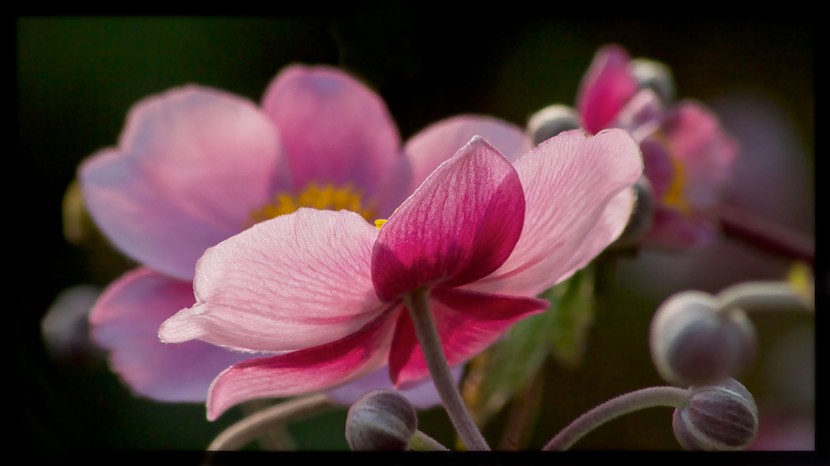  A Tangle of Anemones