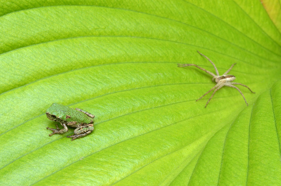 Ambush