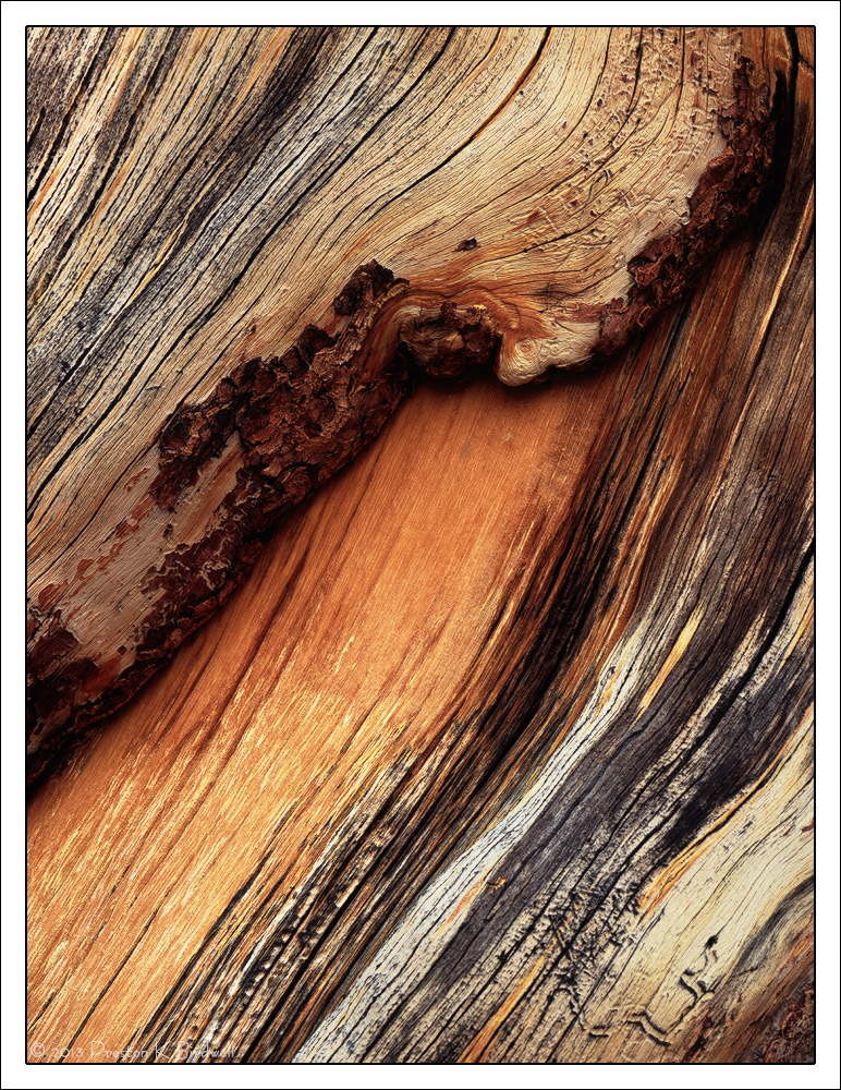 Weathered Whitebark