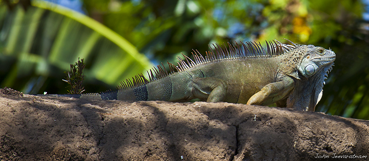 Iguana sun bathing