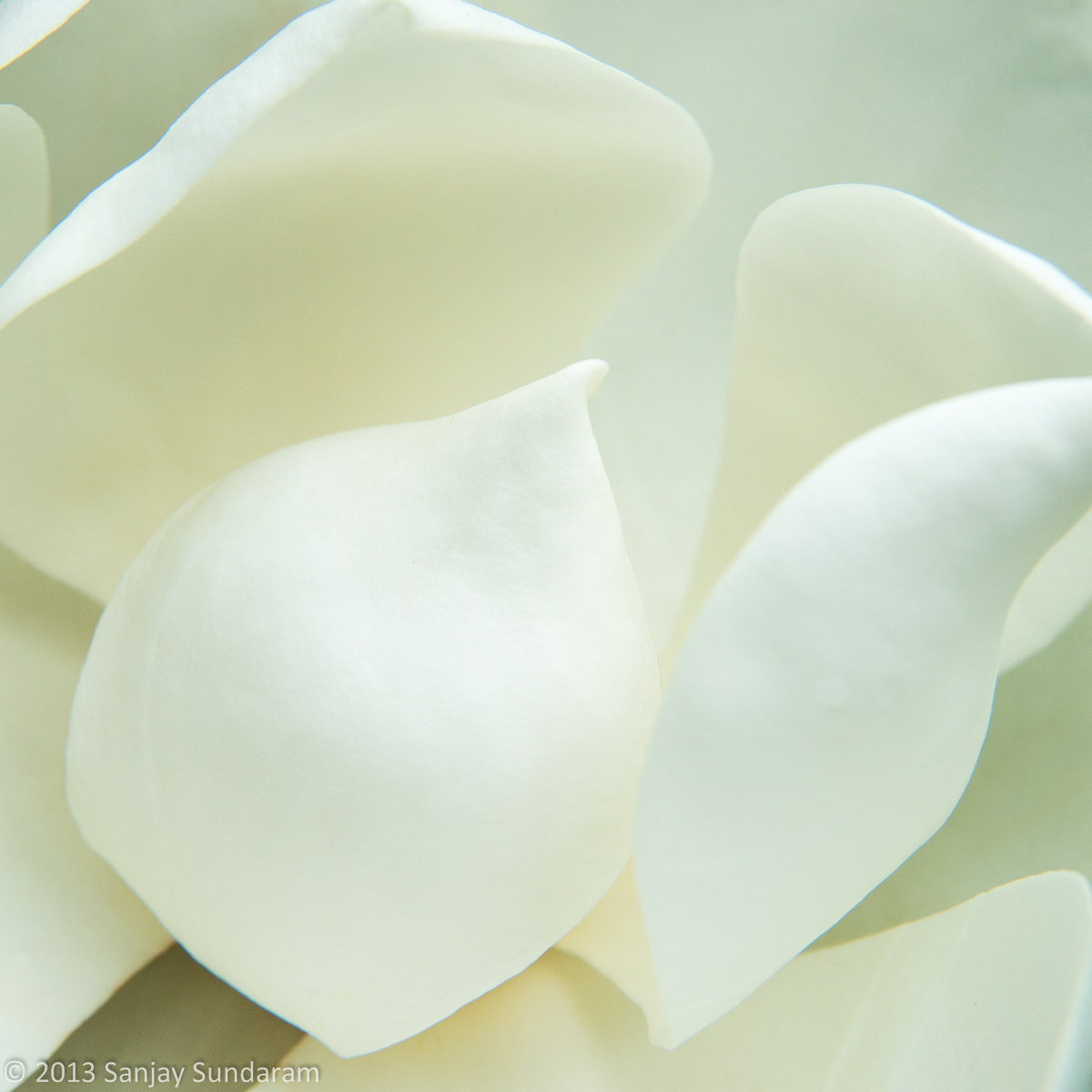 Fluffy Magnolia
