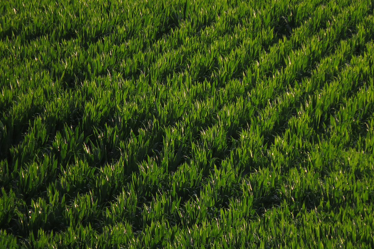 Green leaves  WC599