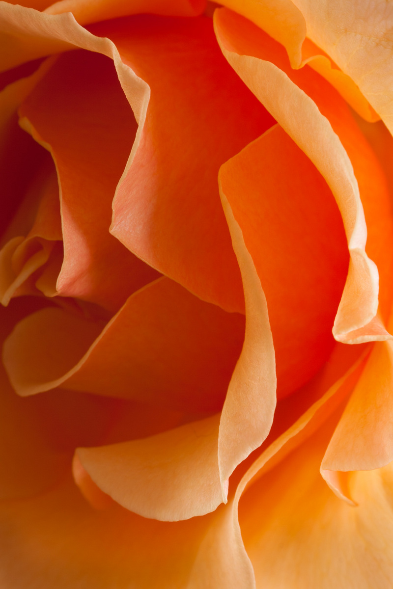 Petals