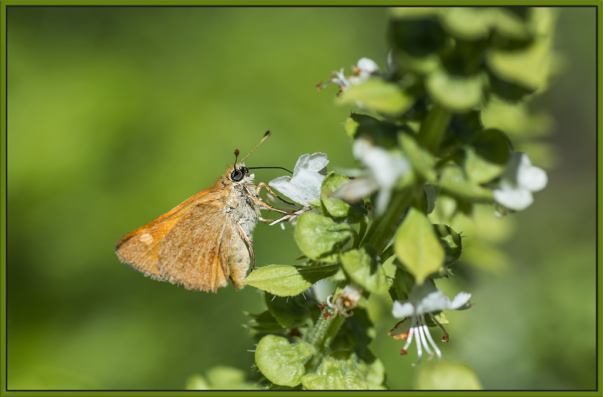 Butterfly on Basil