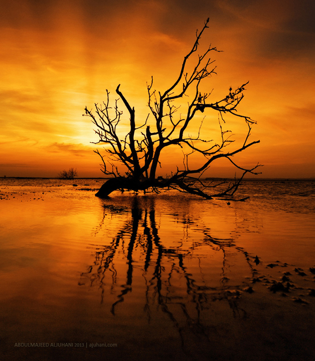 Tree Shine