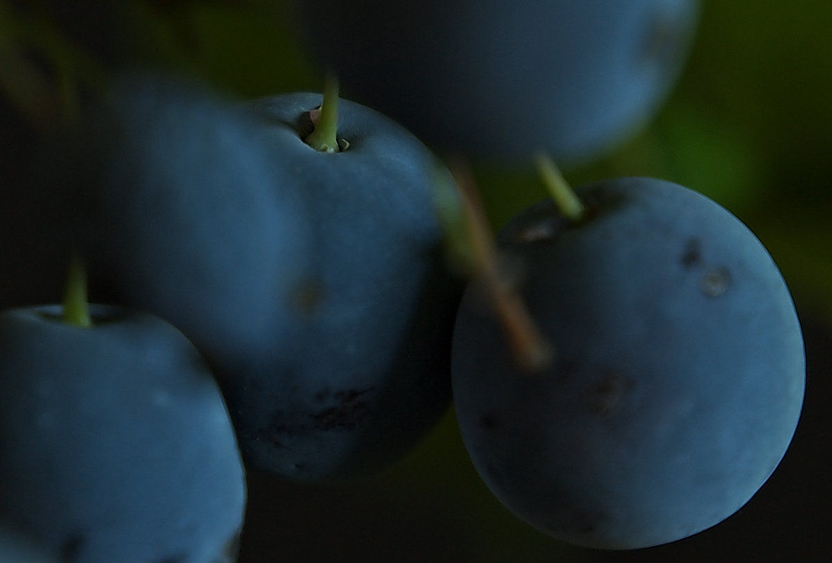 Oregon Grape