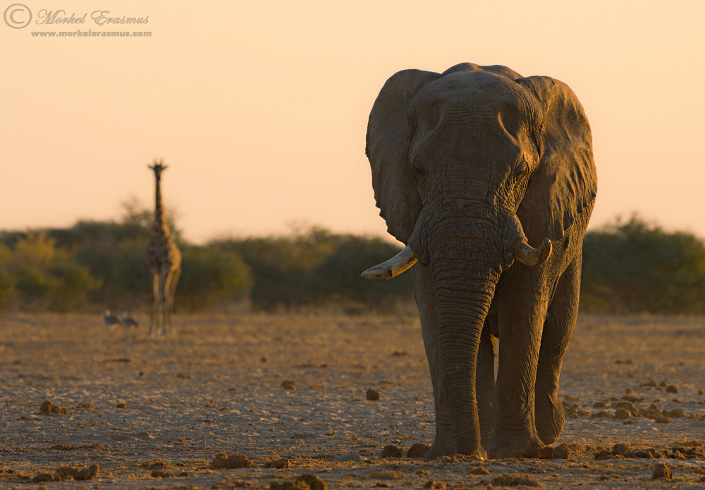 Two Gentle Giants