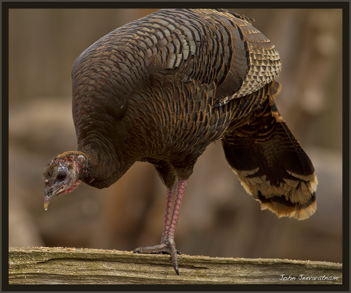 Wild Turkey on the fence