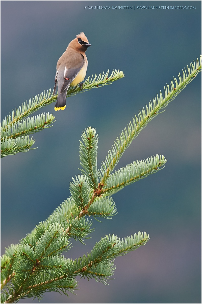 Waxwing 