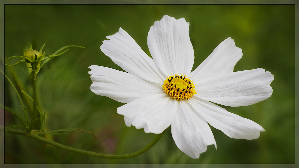 White Cosmos #2