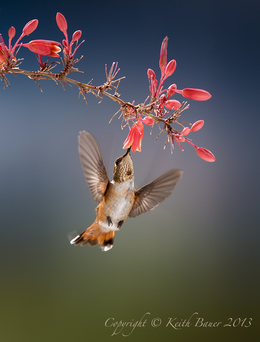 Another Hummingbird