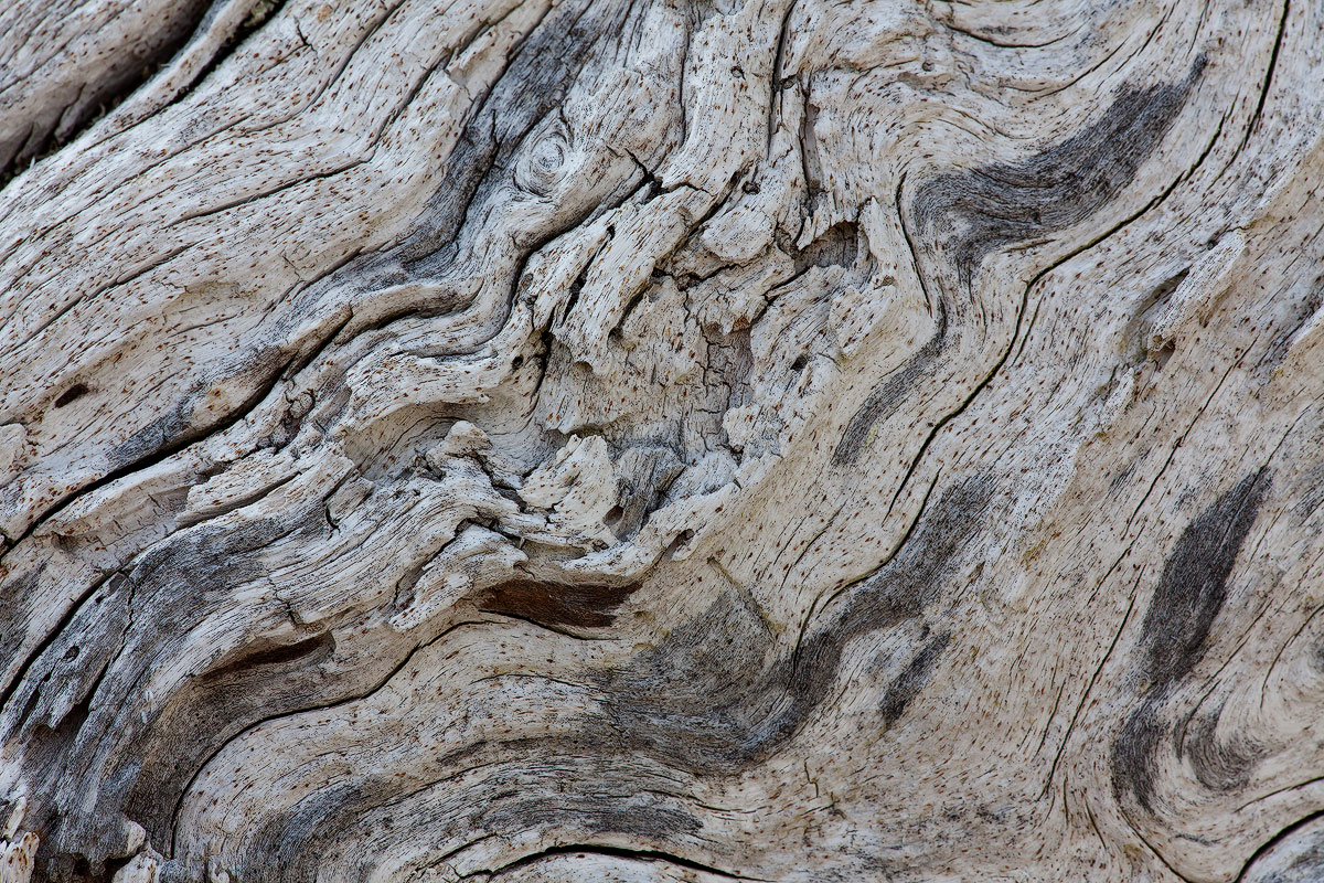 Dead Wood +Repost