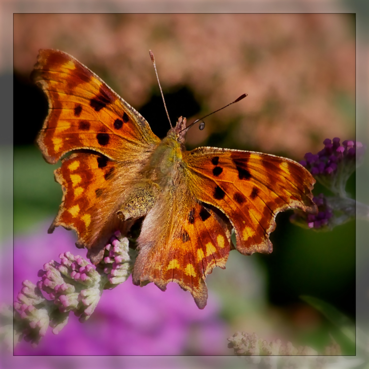 Comma