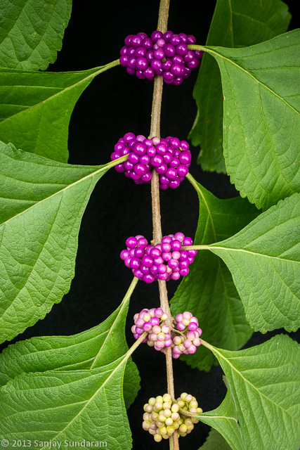 American Beautyberry