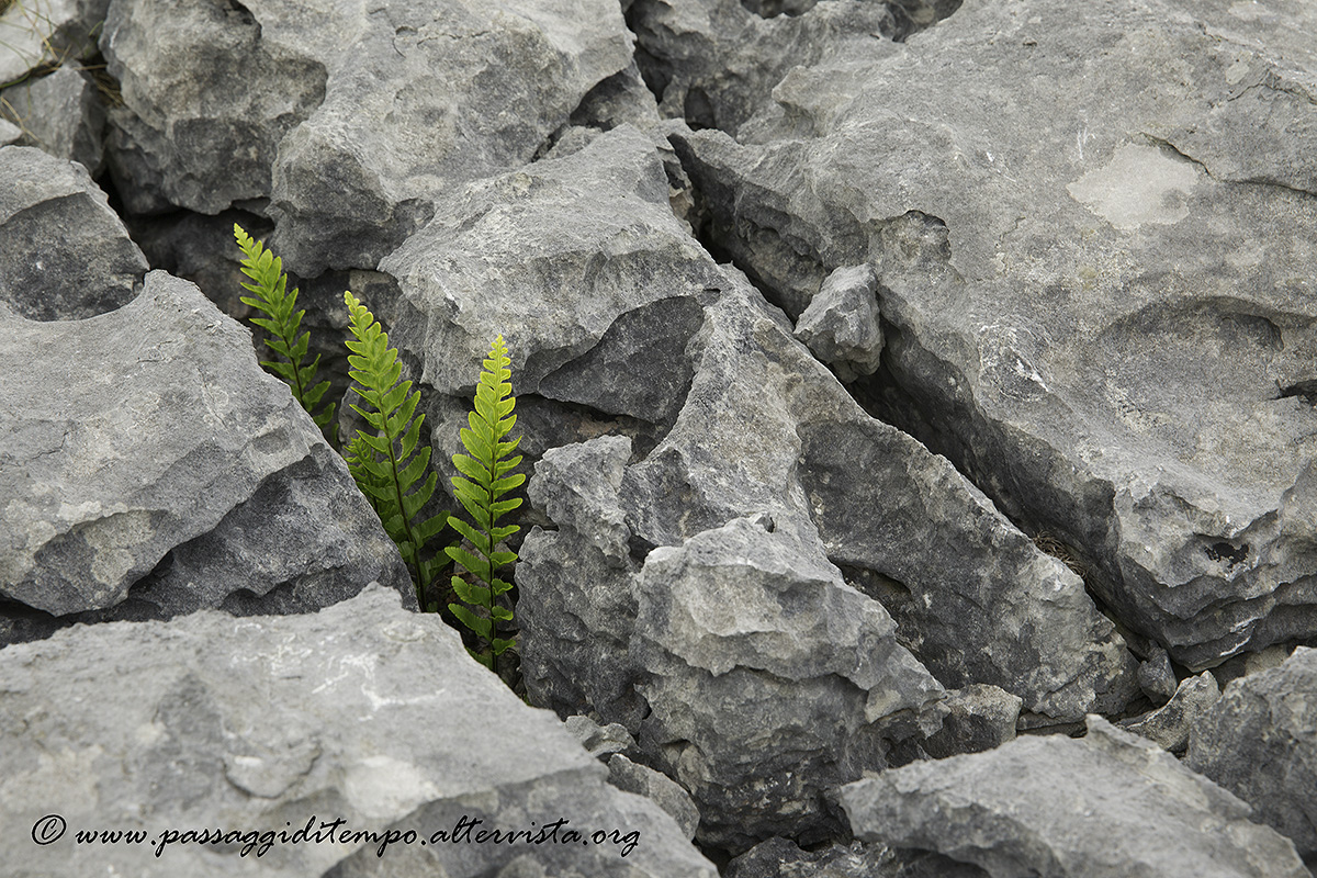 Ferns
