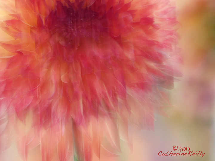 Sun Dancing Dahlia