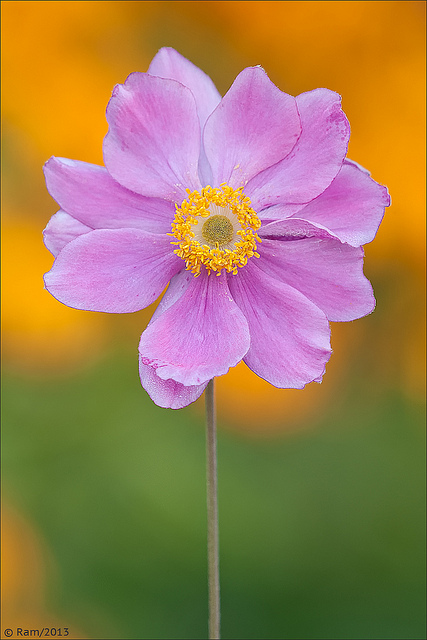Anemone