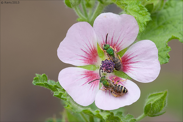 Green Bees on Mallow
