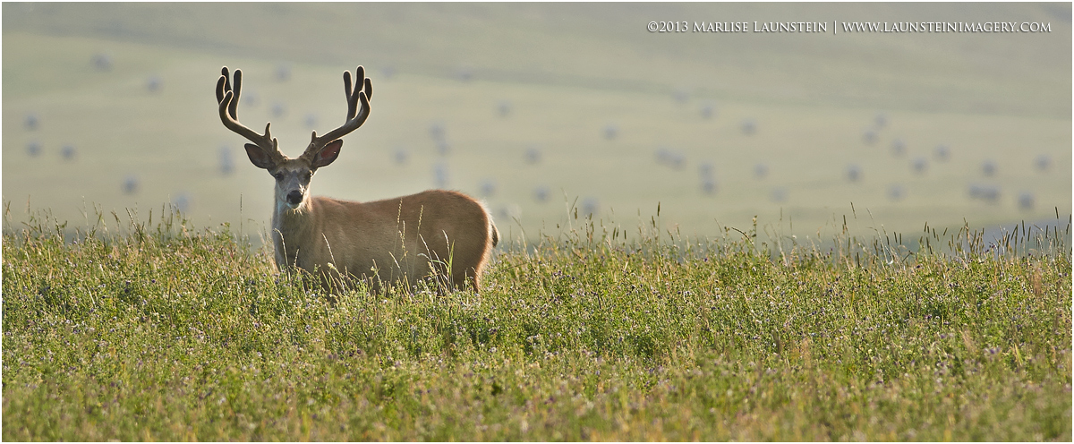 Mule Deer Buck in Velvet
