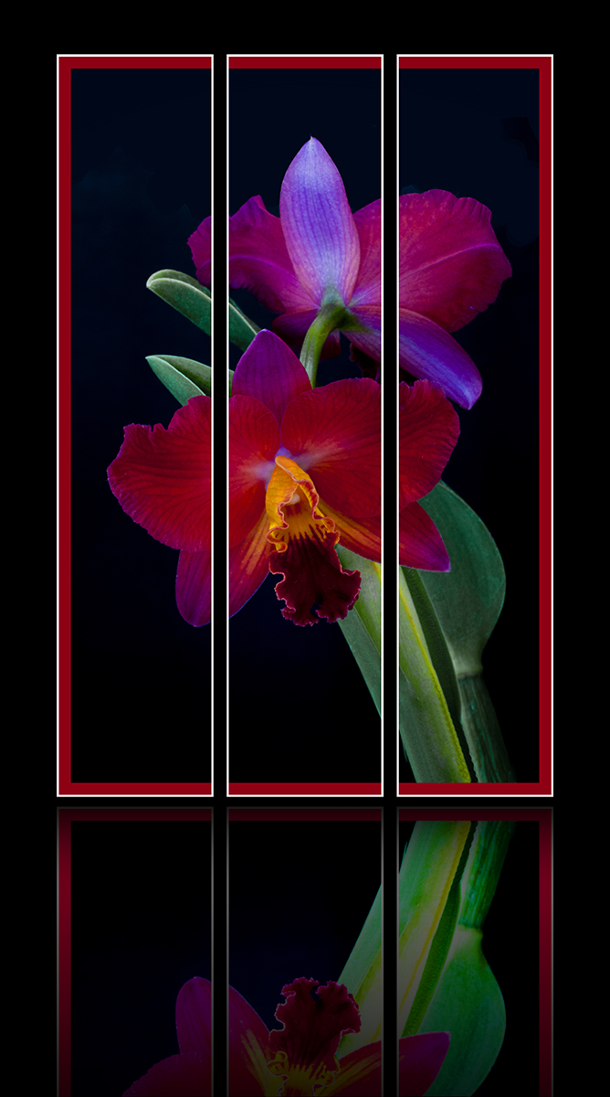 Orchid Triptych 2