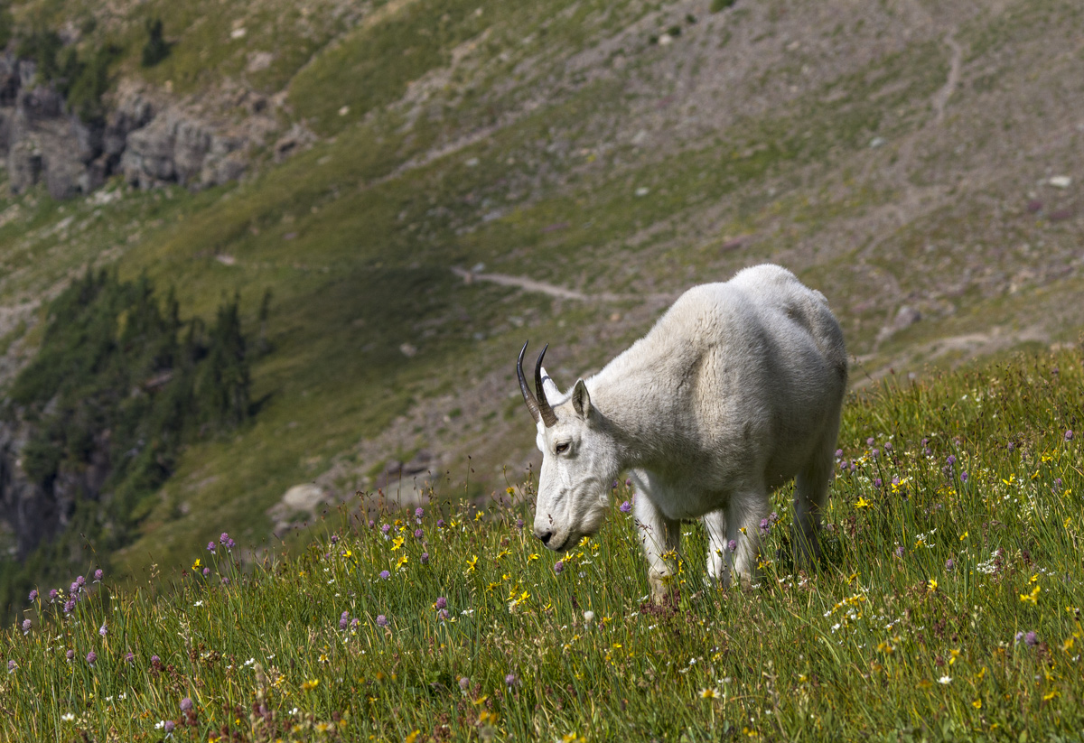 Mountain Goat