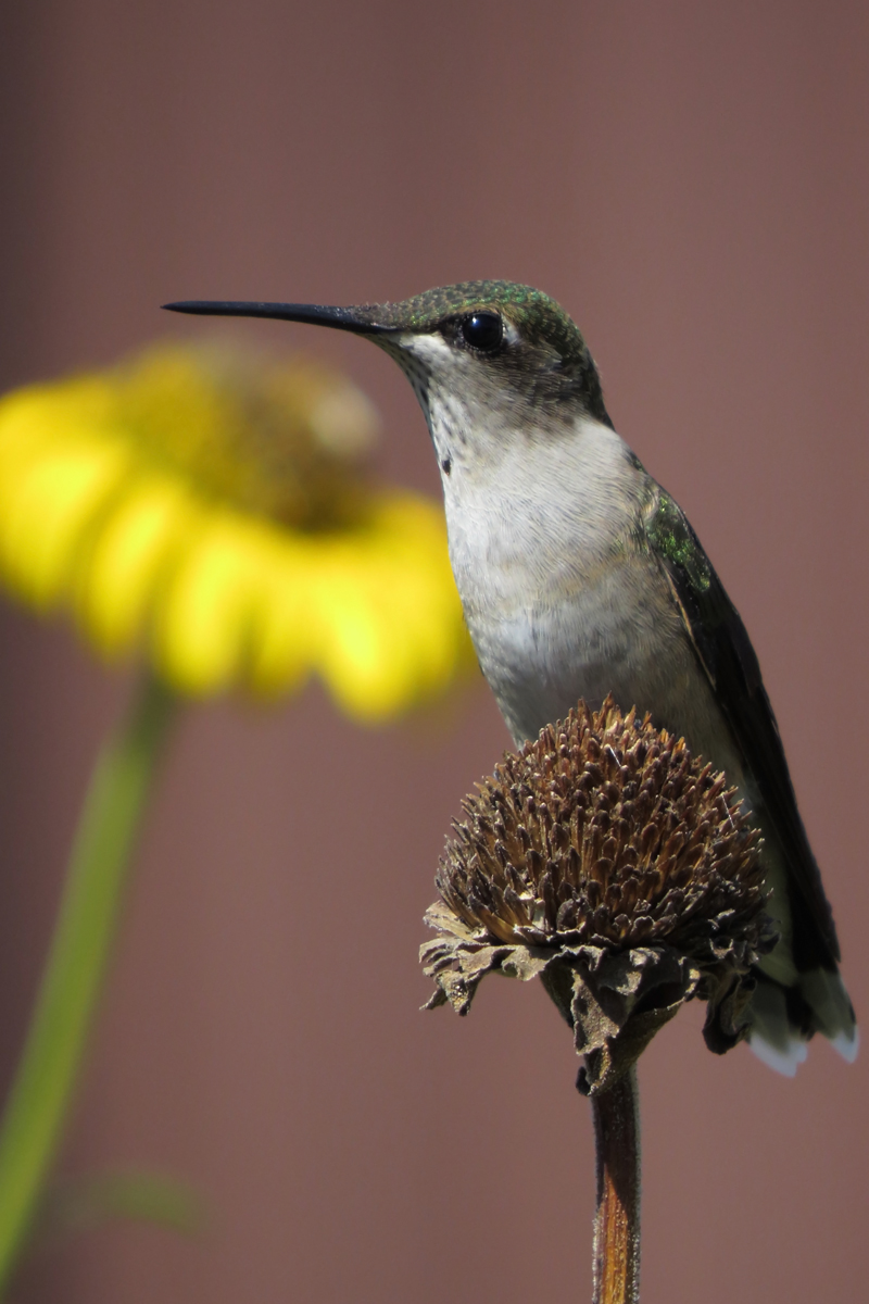 Hummer with flower