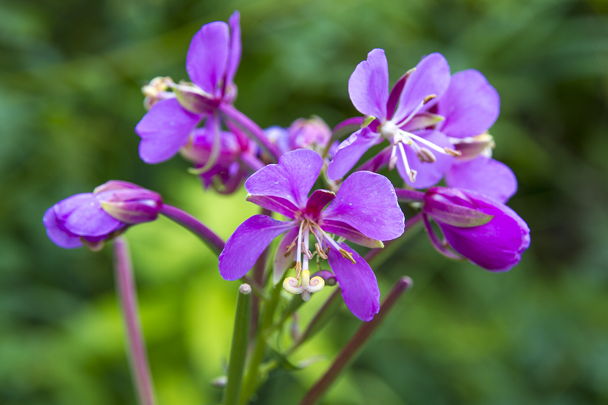 Fireweed