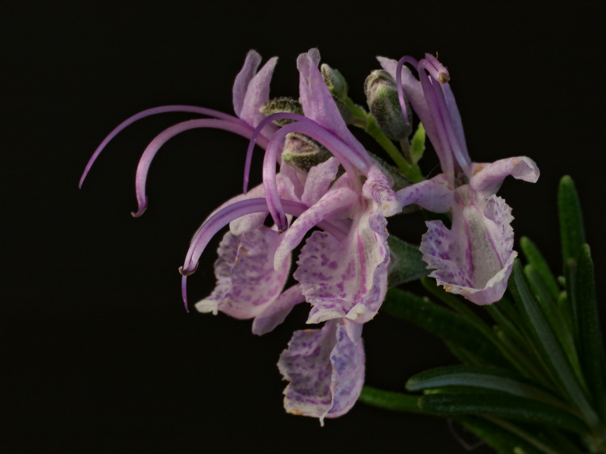 Rosemary blooms