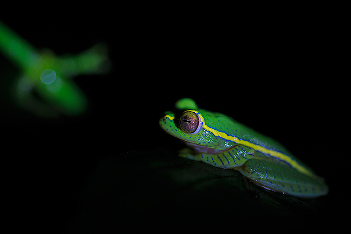 Rhacophorus